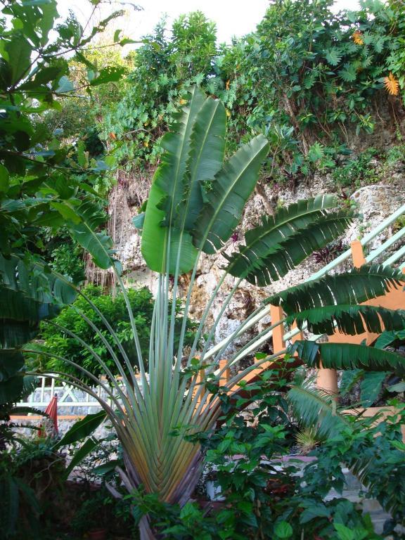 Pimento Lodge Resort بورت أنطونيو المظهر الخارجي الصورة